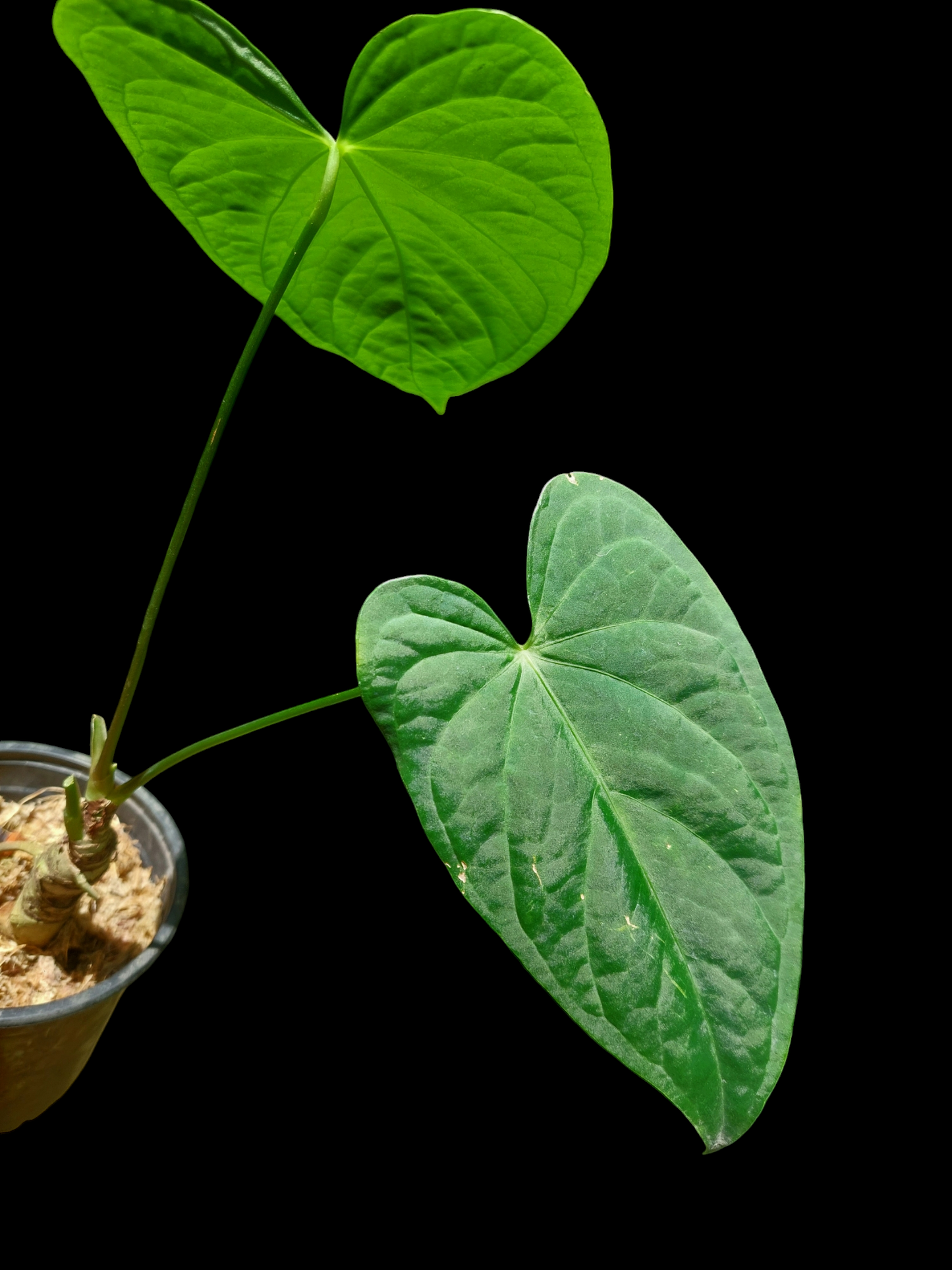 Anthurium sp. "Tarapoto Velvet" Wild Ecotype with 2 Leaves (EXACT PLANT)