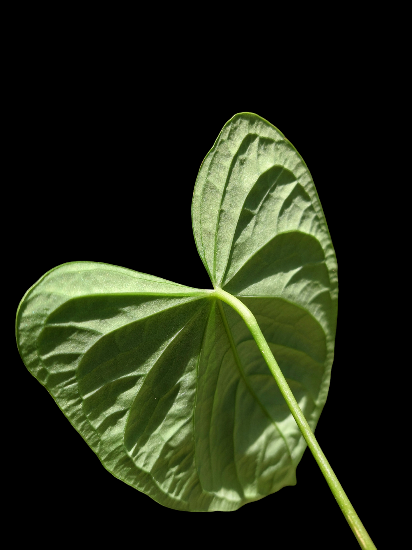 Anthurium sp. "Tarapoto Velvet" Wild Ecotype with 2 Leaves (EXACT PLANT)