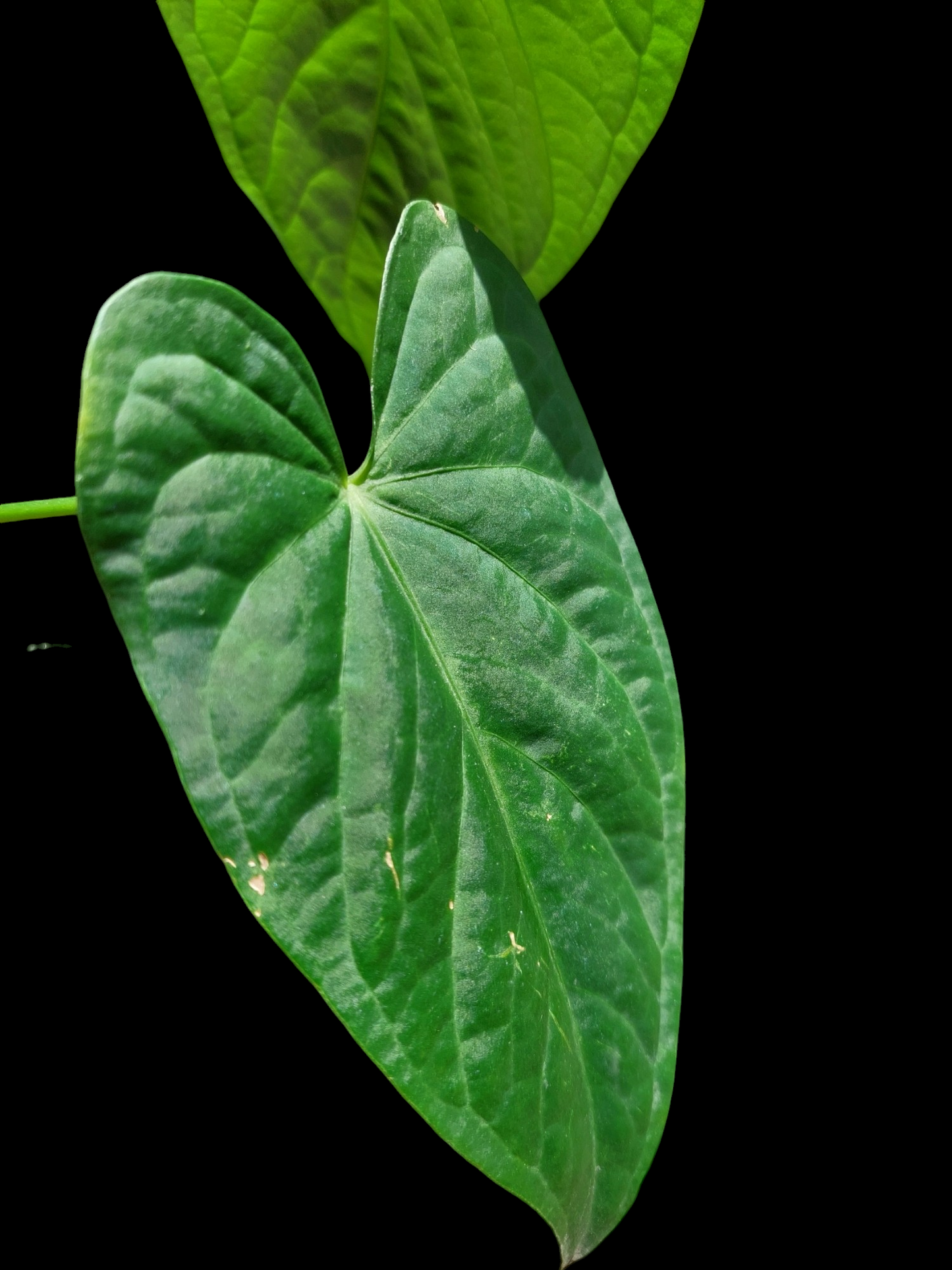 Anthurium sp. "Tarapoto Velvet" Wild Ecotype with 2 Leaves (EXACT PLANT)