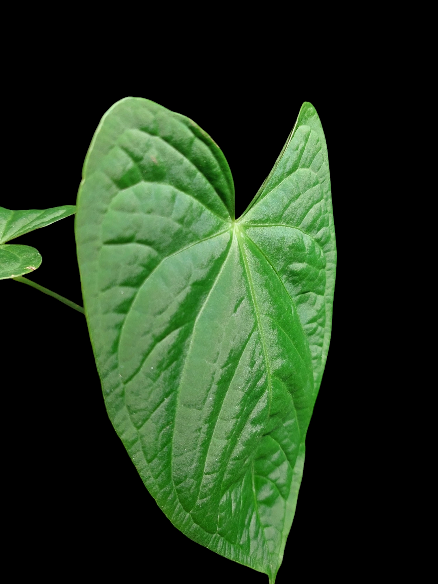 Anthurium sp. "Tarapoto Velvet" Wild Ecotype with 2 Leaves (EXACT PLANT)