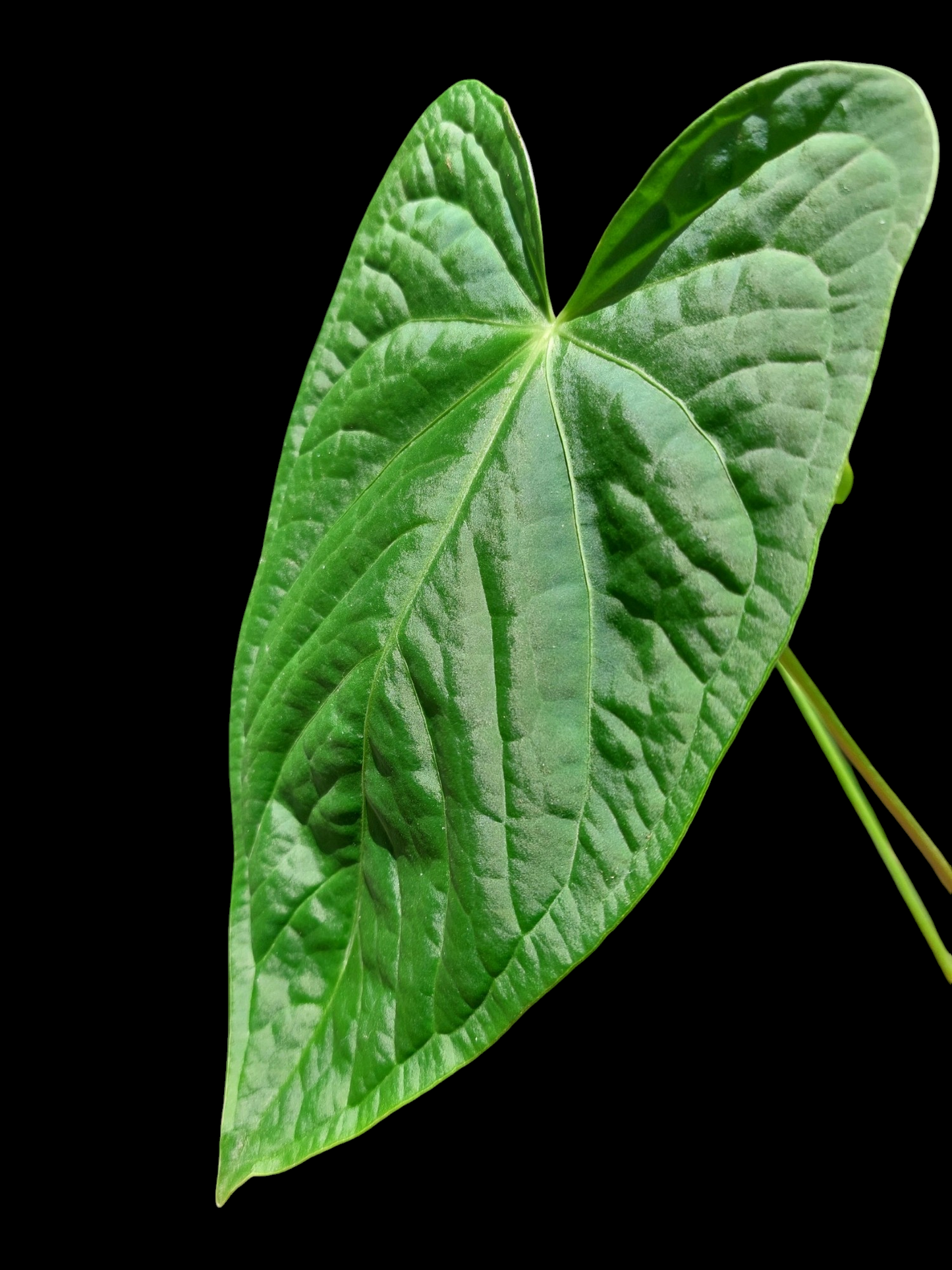 Anthurium sp. "Tarapoto Velvet" Wild Ecotype with 2 Leaves (EXACT PLANT)