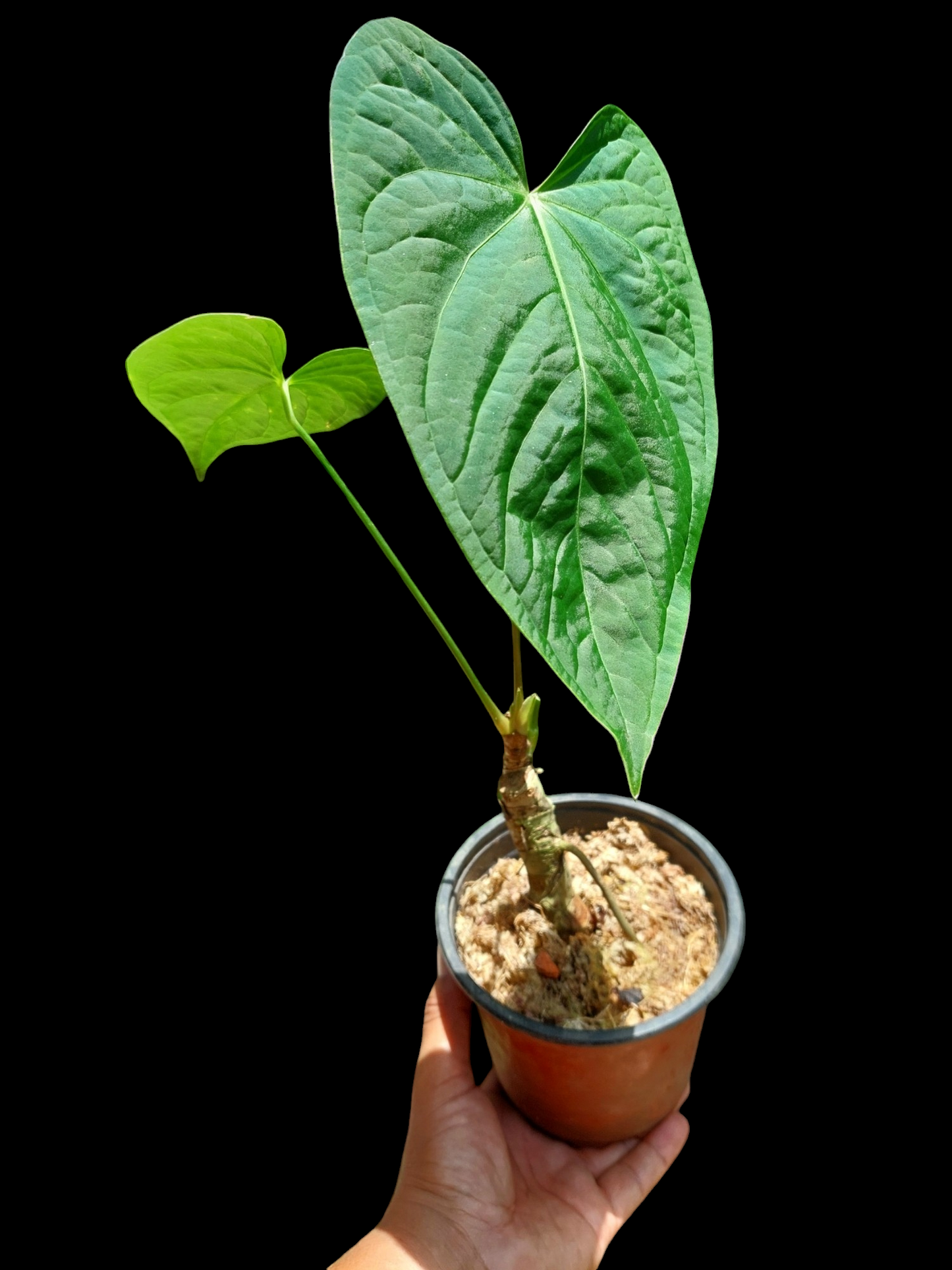 Anthurium sp. "Tarapoto Velvet" Wild Ecotype with 2 Leaves (EXACT PLANT)