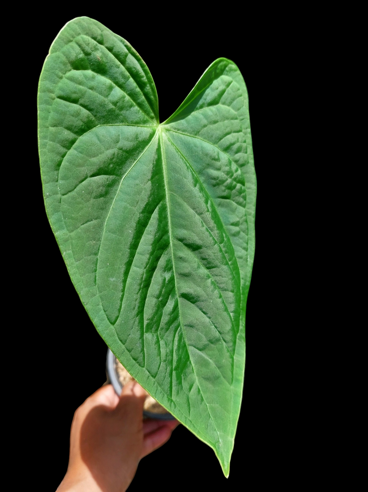 Anthurium sp. "Tarapoto Velvet" Wild Ecotype with 2 Leaves (EXACT PLANT)