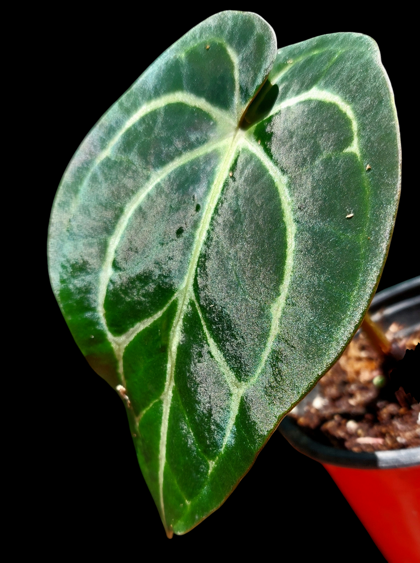 Anthurium Carlablackiae Special Phenotype Wild Ecotype Pure Specie (EXACT PLANT)