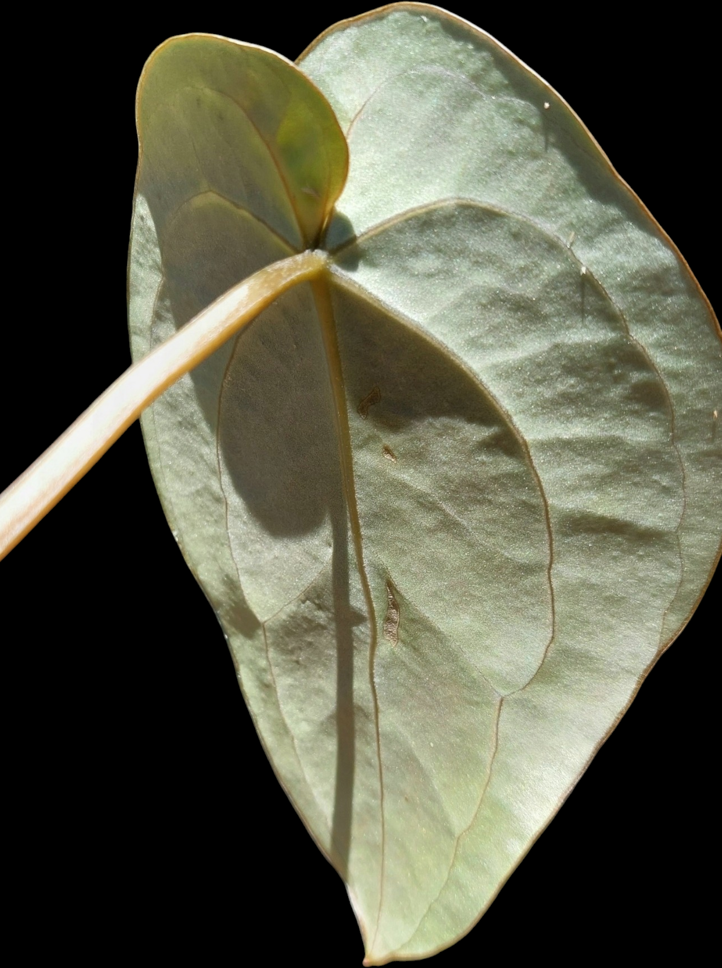 Anthurium Carlablackiae Special Phenotype Wild Ecotype Pure Specie (EXACT PLANT)