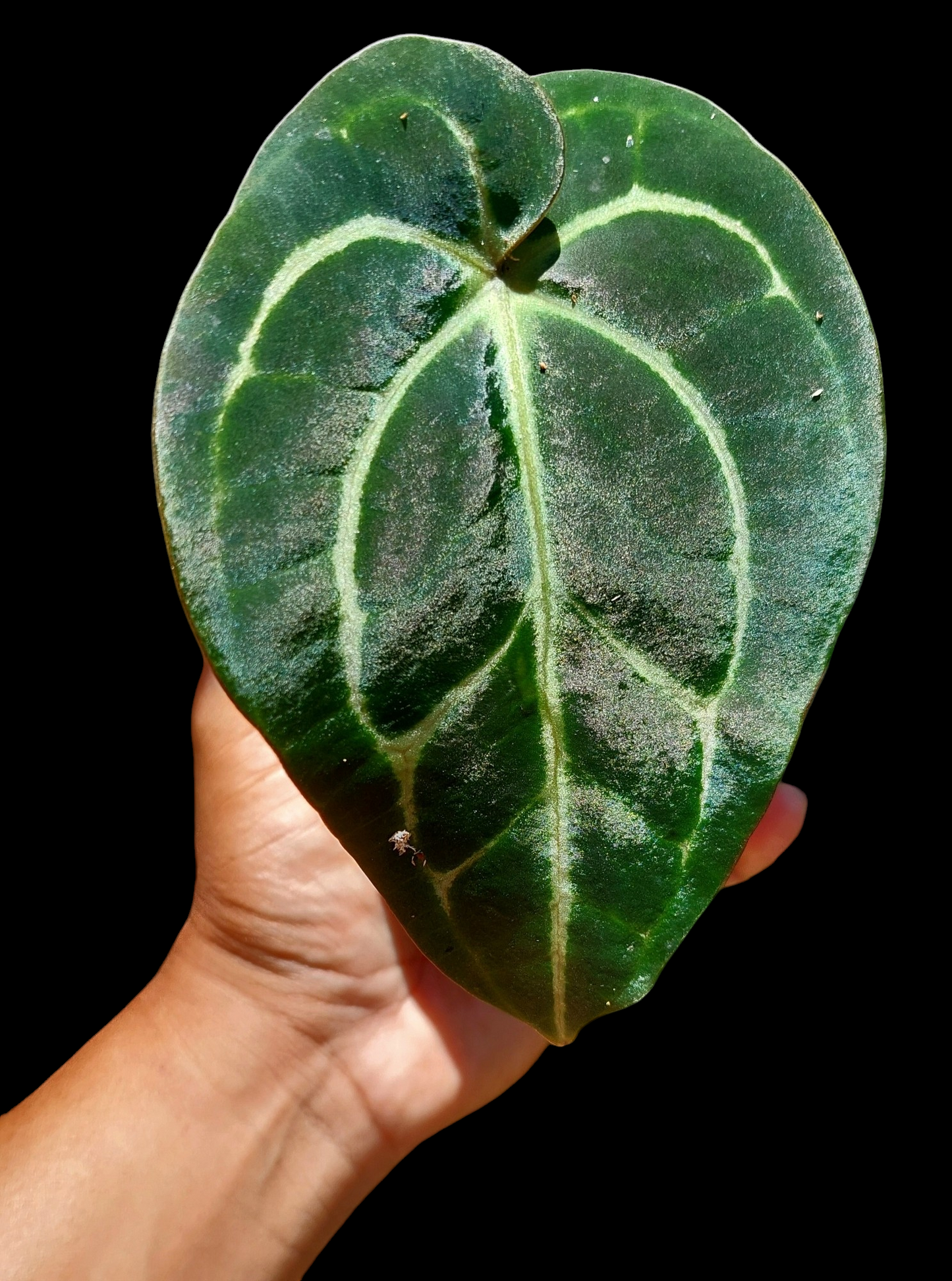 Anthurium Carlablackiae Special Phenotype Wild Ecotype Pure Specie (EXACT PLANT)