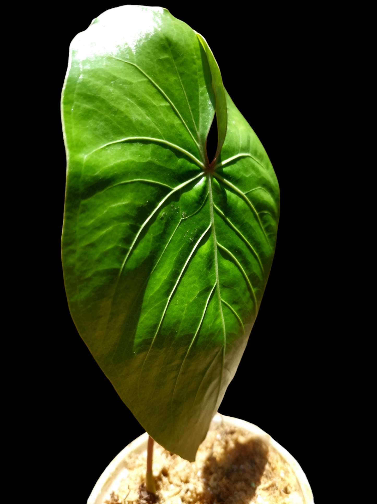 Anthurium sp. 'Amazon Red Petiole' (EXACT PLANT)