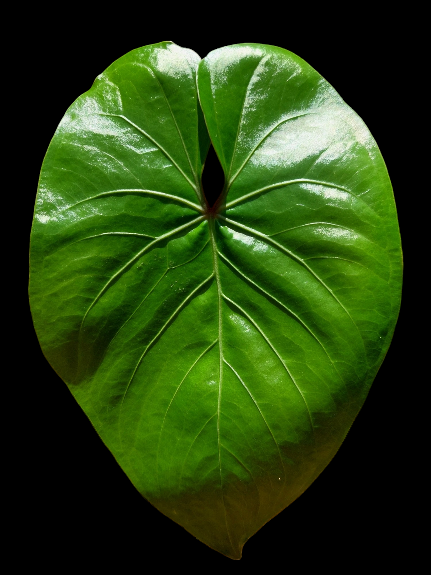 Anthurium sp. 'Amazon Red Petiole' (EXACT PLANT)