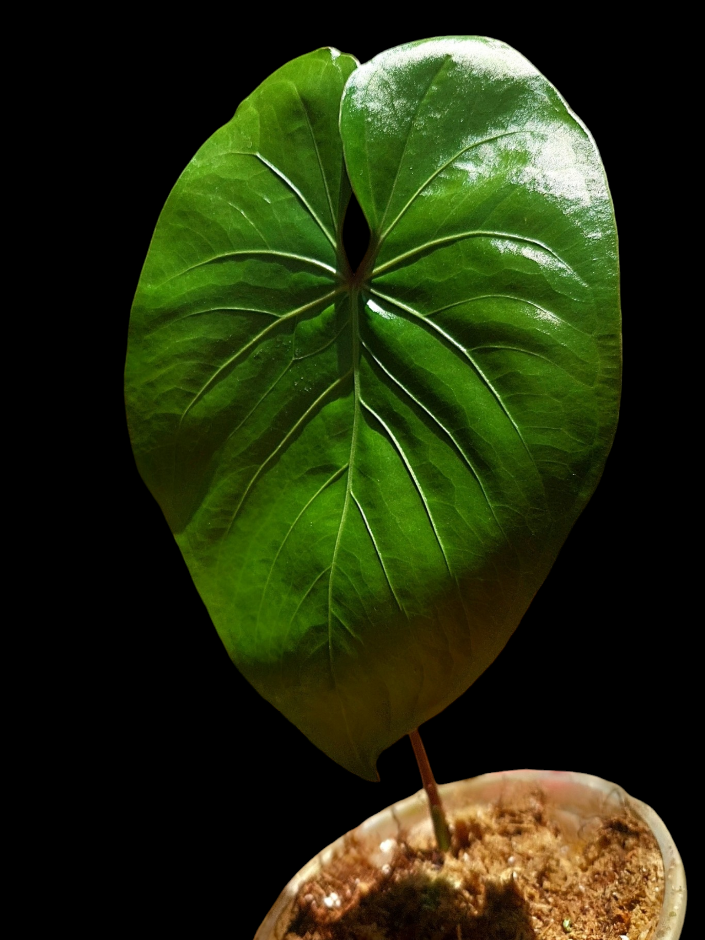 Anthurium sp. 'Amazon Red Petiole' (EXACT PLANT)