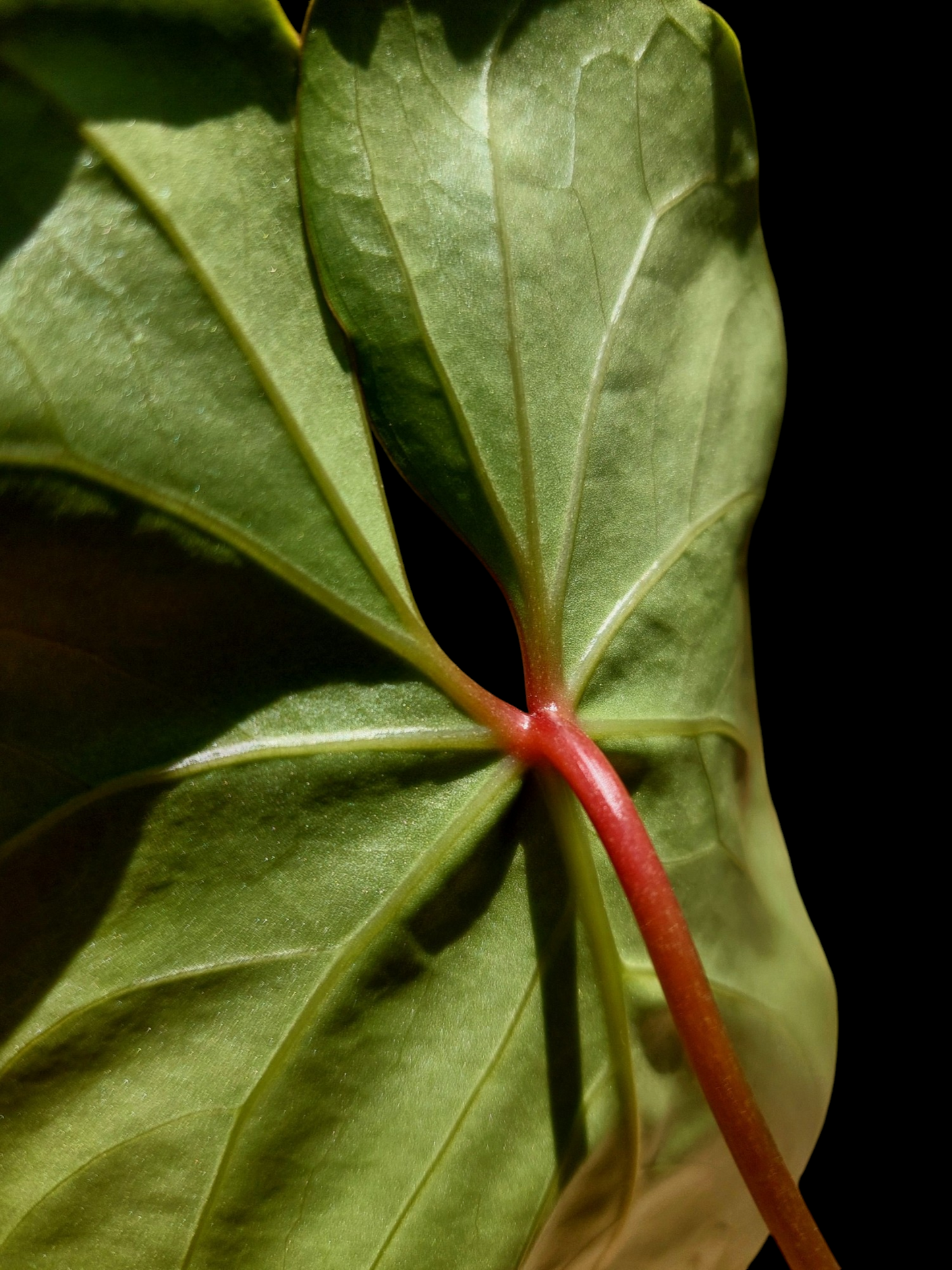 Anthurium sp. 'Amazon Red Petiole' (EXACT PLANT)