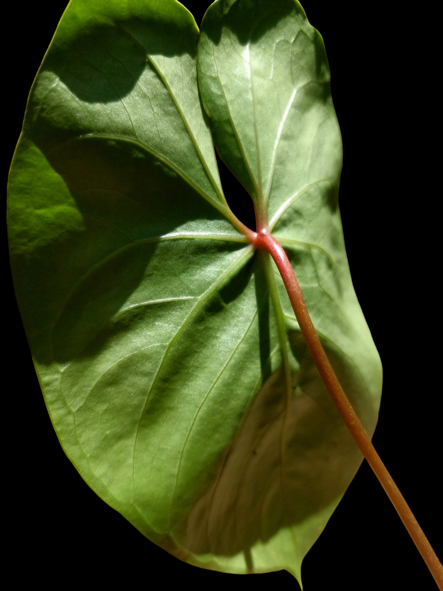 Anthurium sp. 'Amazon Red Petiole' (EXACT PLANT)