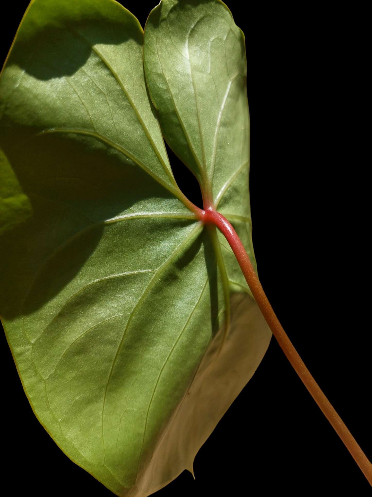 Anthurium sp. 'Amazon Red Petiole' (EXACT PLANT)