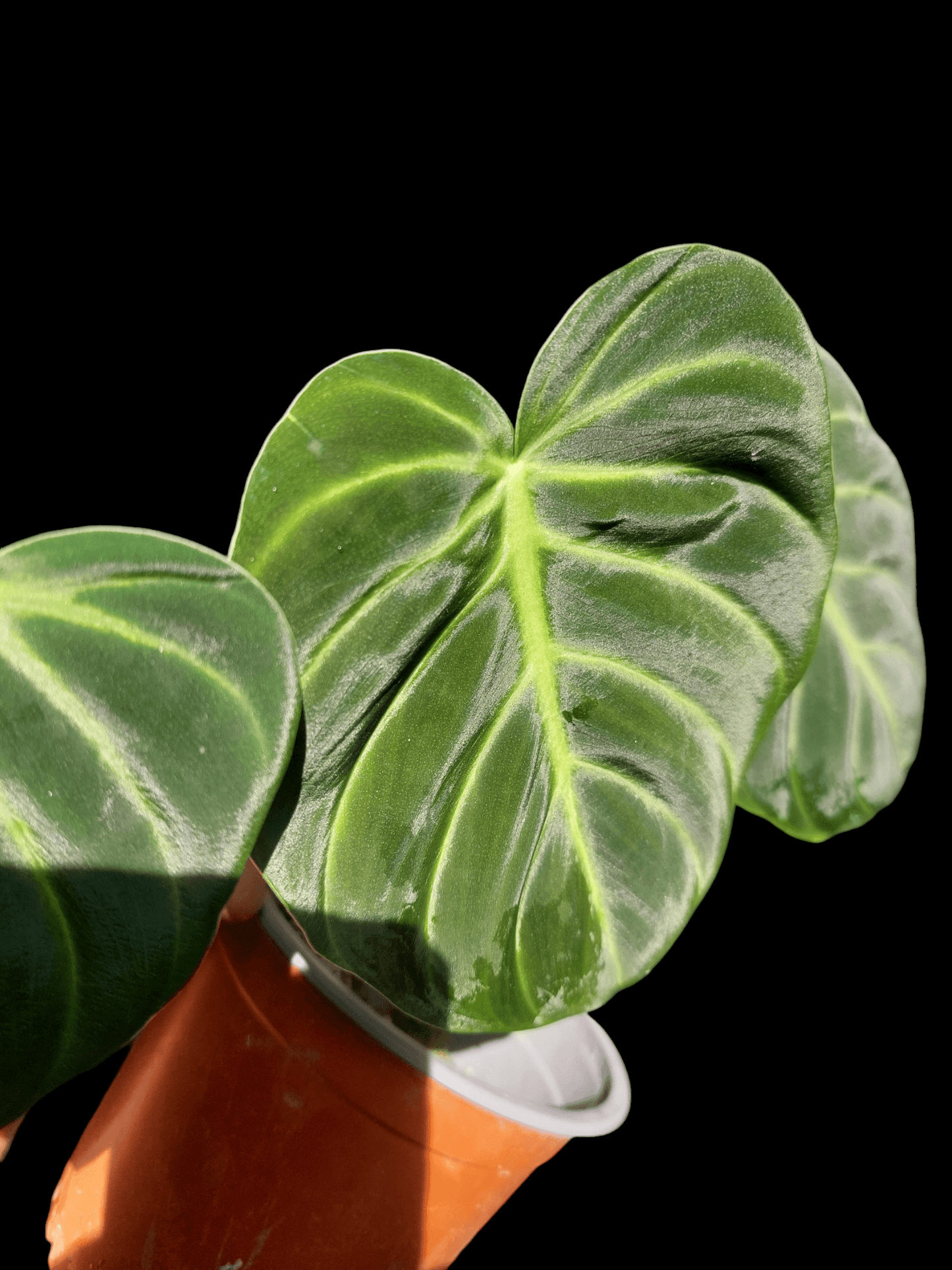 philodendron luxurians Amazon Plants Peru