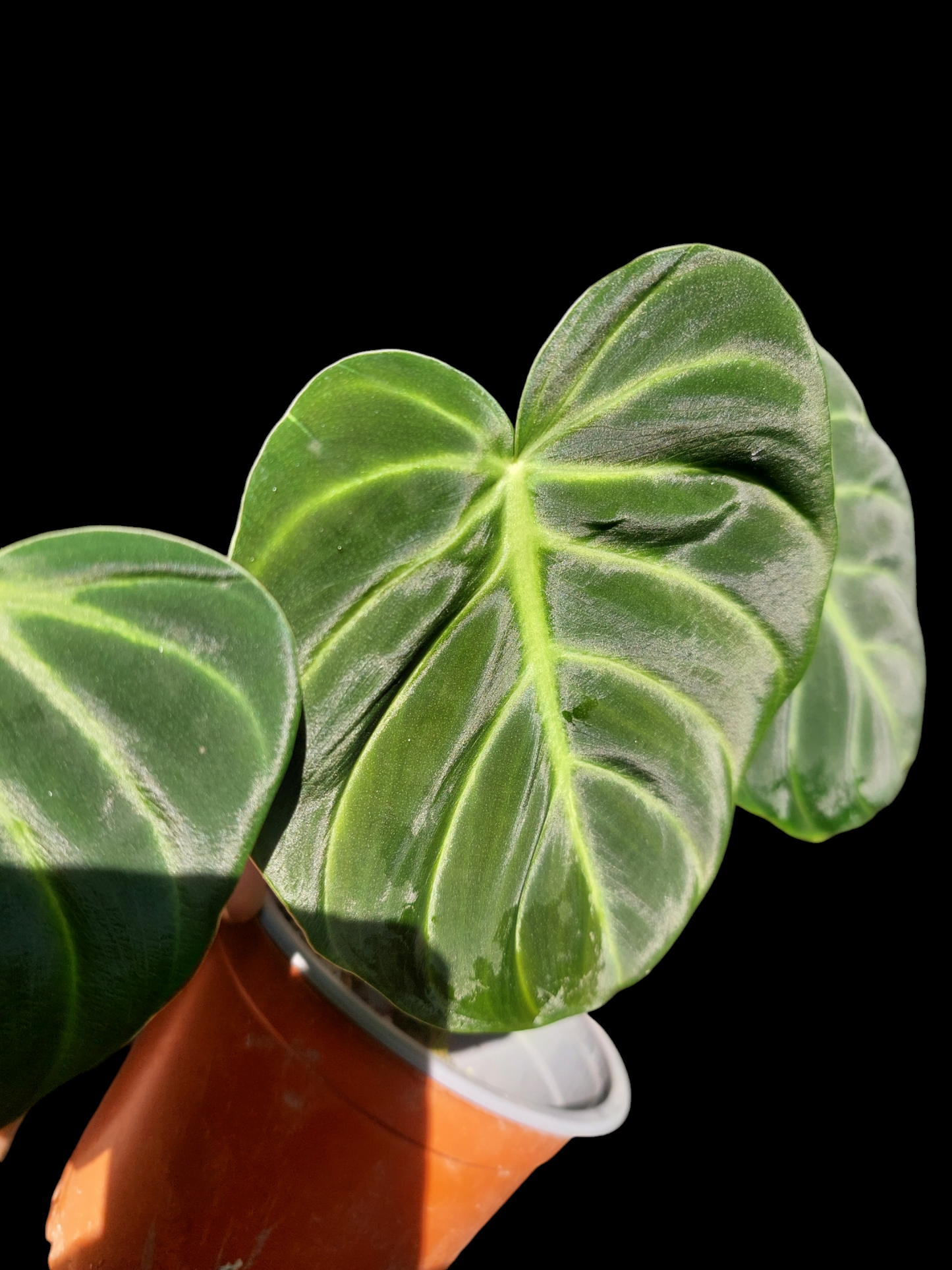 Philodendron Luxurians (EXACT PLANT)