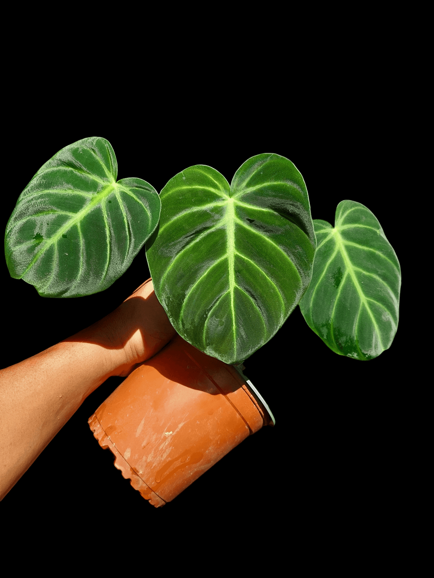 philodendron luxurian Philodendron Luxurians (EXACT PLANT) – Amazon Plants Peru