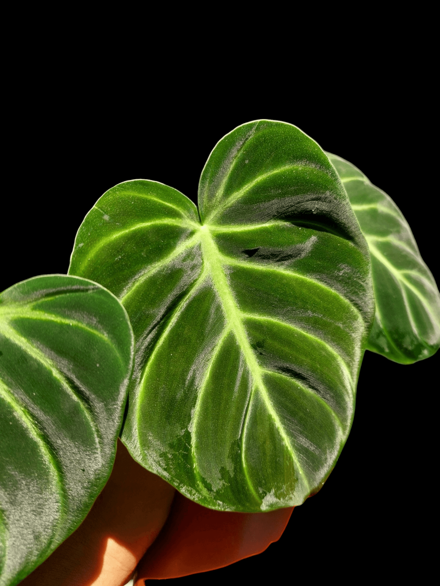 luxurians philodendron Philodendron Luxurians (EXACT PLANT) – Amazon Plants Peru