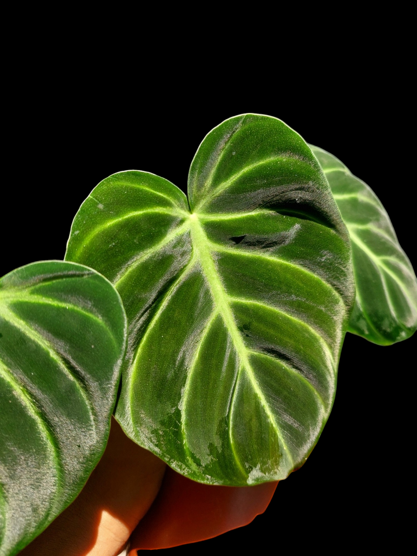 Philodendron Luxurians (EXACT PLANT)