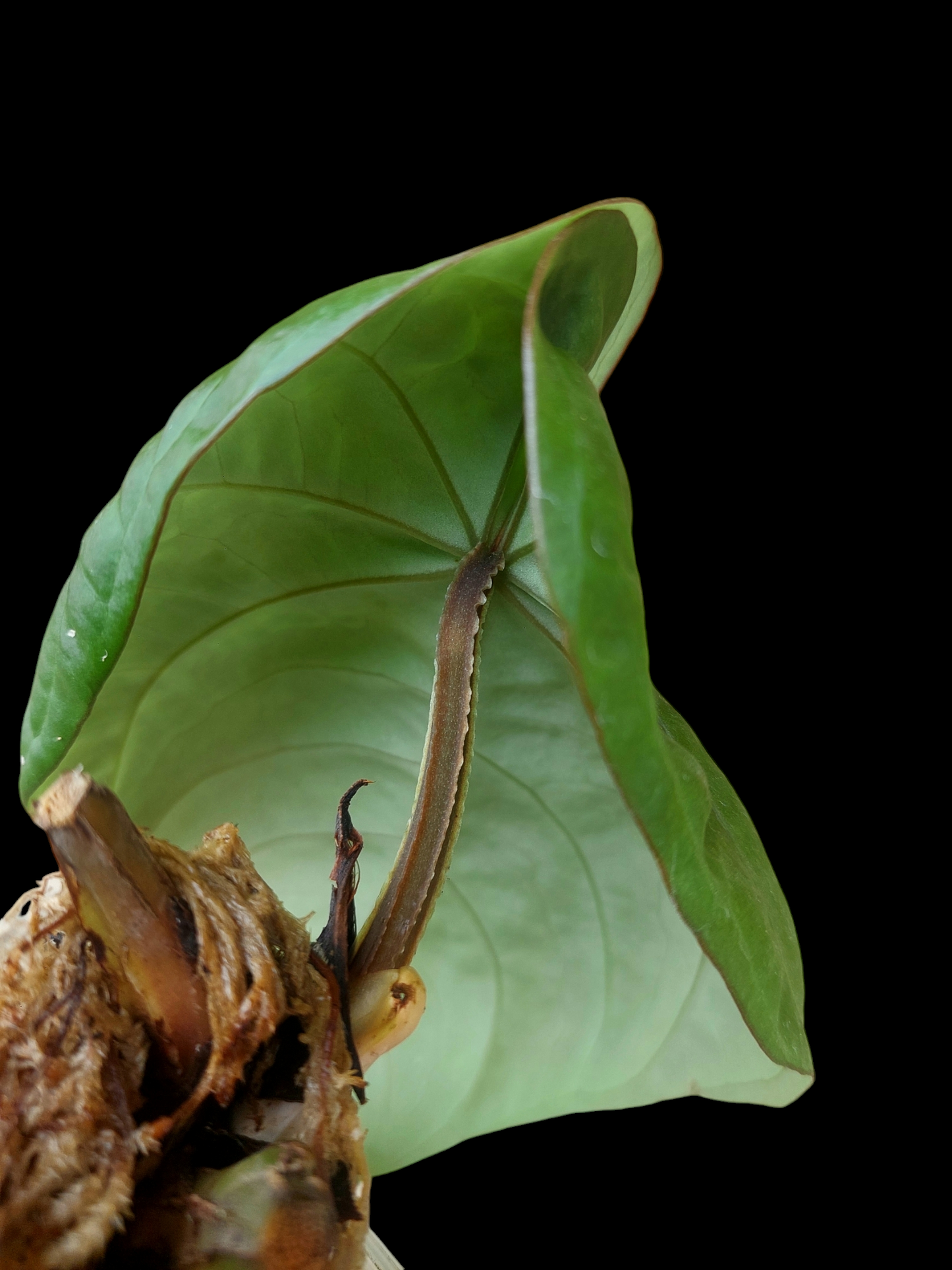 Anthurium Dressleri "Bocas del Toro" Dark Petiole Wild Ecotype (EXACT PLANT)