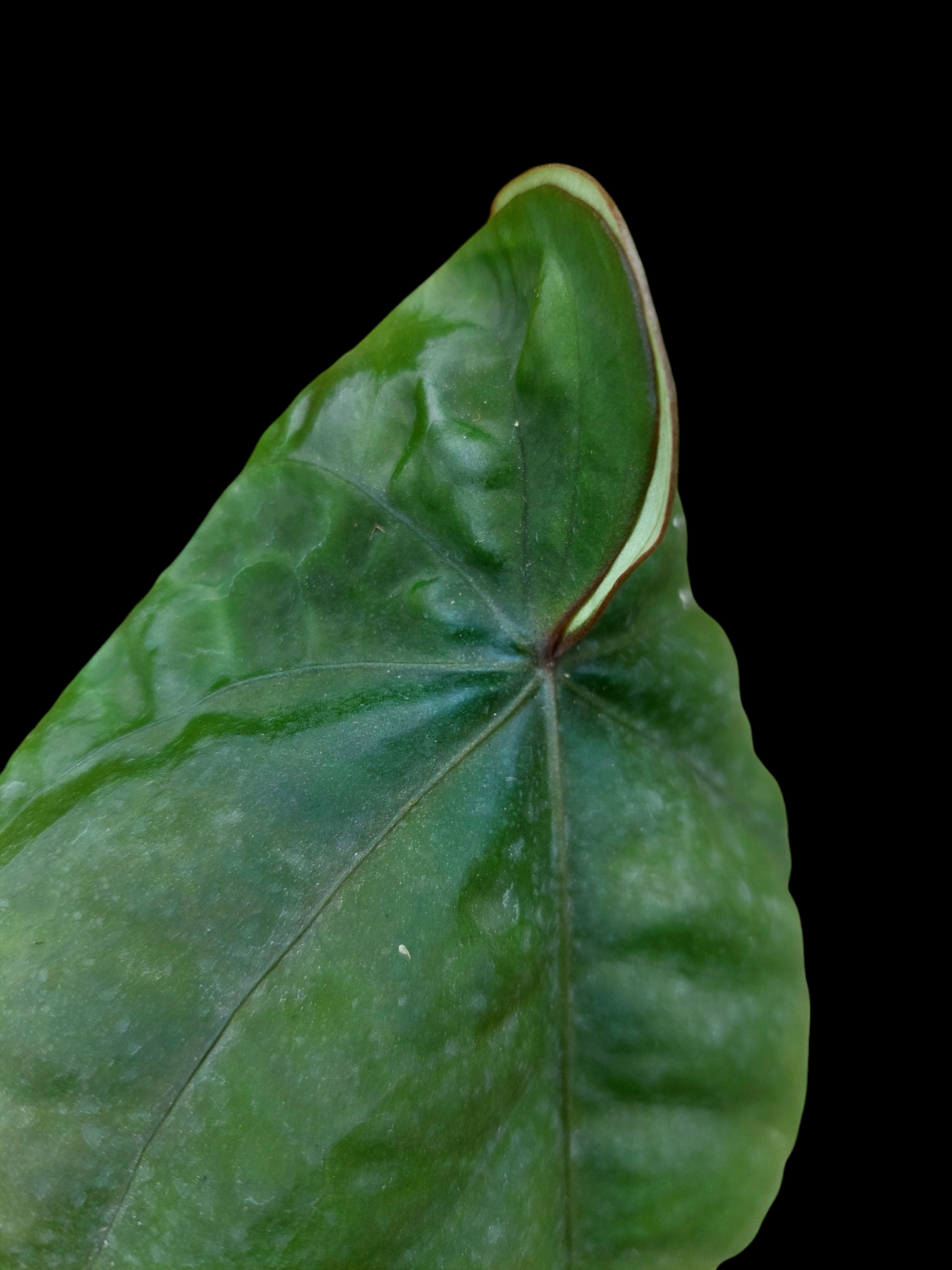 Anthurium Dressleri "Bocas del Toro" Dark Petiole Wild Ecotype (EXACT PLANT)