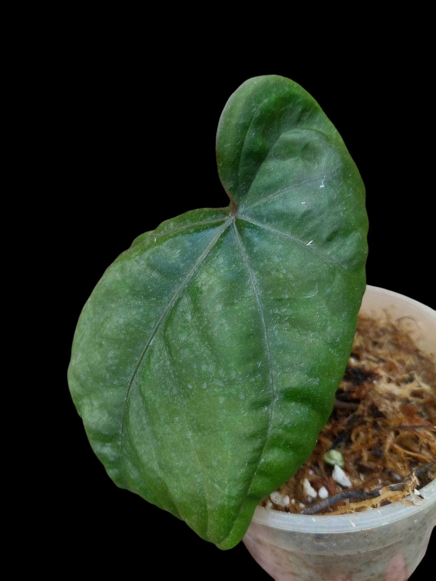 Anthurium Dressleri "Bocas del Toro" Dark Petiole Wild Ecotype (EXACT PLANT)