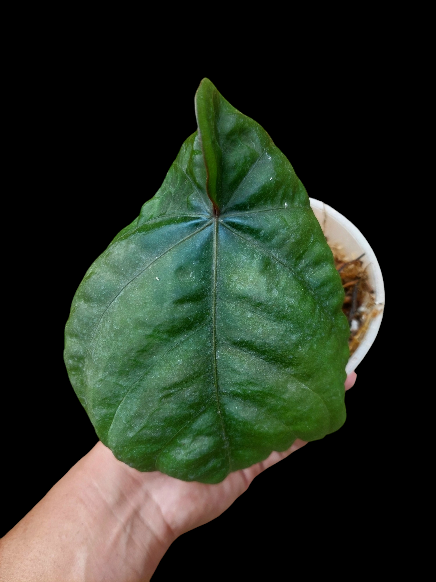 Anthurium Dressleri "Bocas del Toro" Dark Petiole Wild Ecotype (EXACT PLANT)