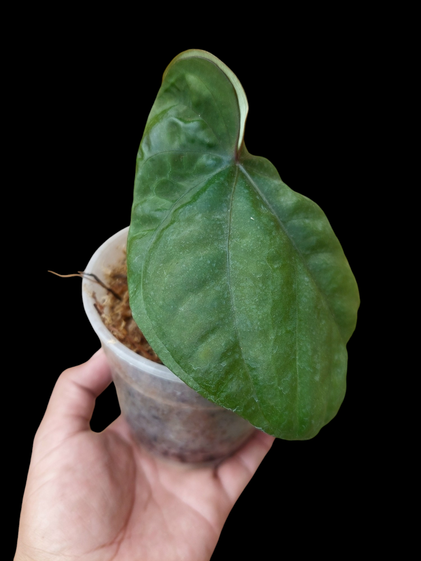 Anthurium Dressleri "Bocas del Toro" Dark Petiole Wild Ecotype (EXACT PLANT)