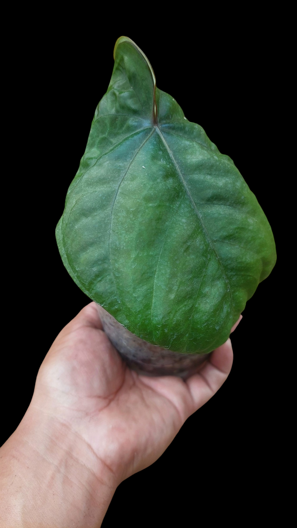 Anthurium Dressleri "Bocas del Toro" Dark Petiole Wild Ecotype (EXACT PLANT)