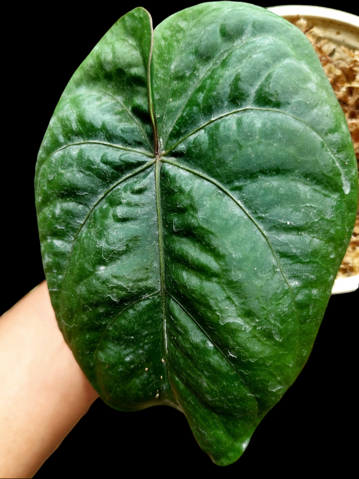 Anthurium Dressleri "Darien" Dark Petiole Wild Ecotype (EXACT PLANT)