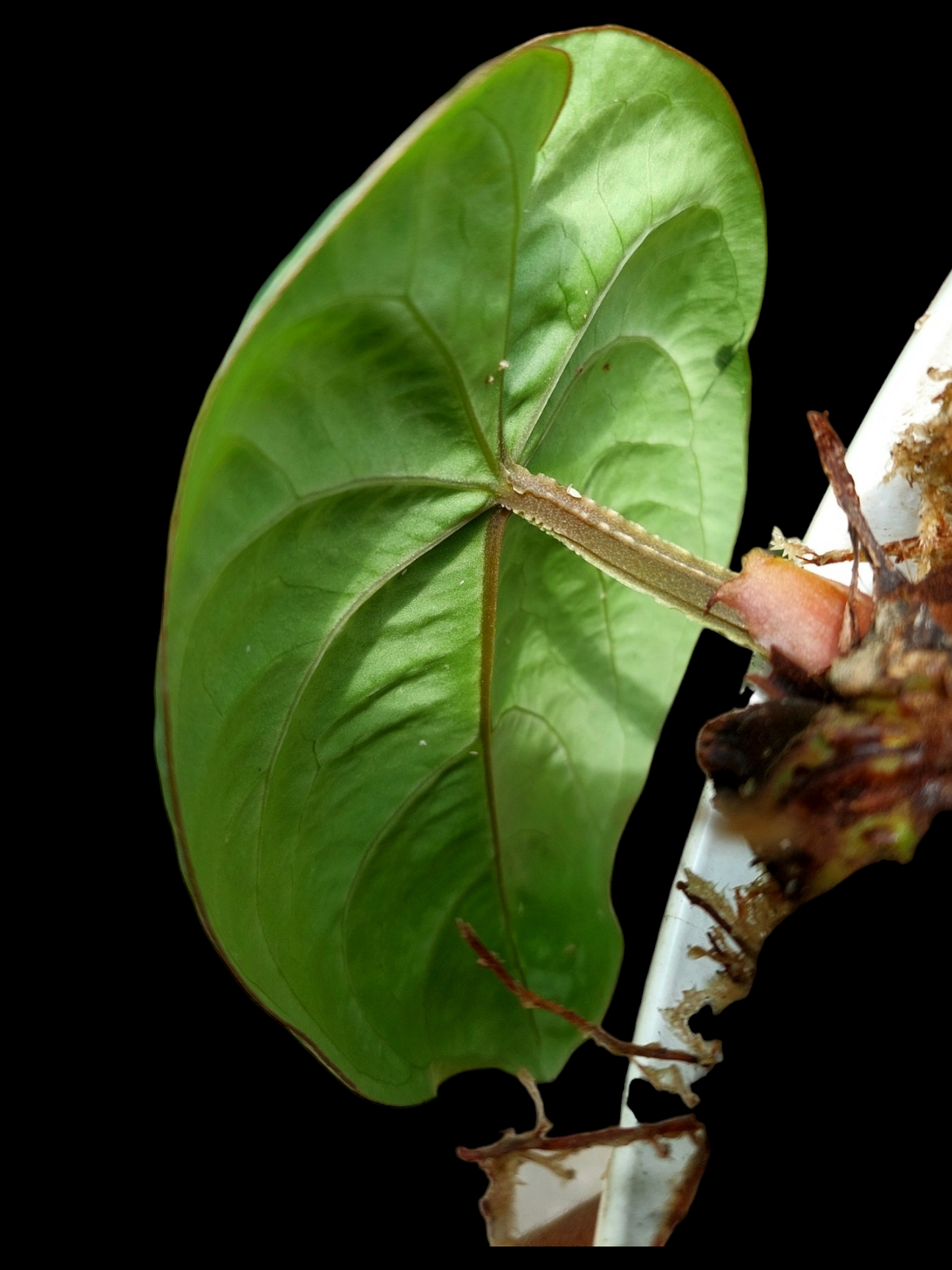 Anthurium Dressleri "Darien" Dark Petiole Wild Ecotype (EXACT PLANT)