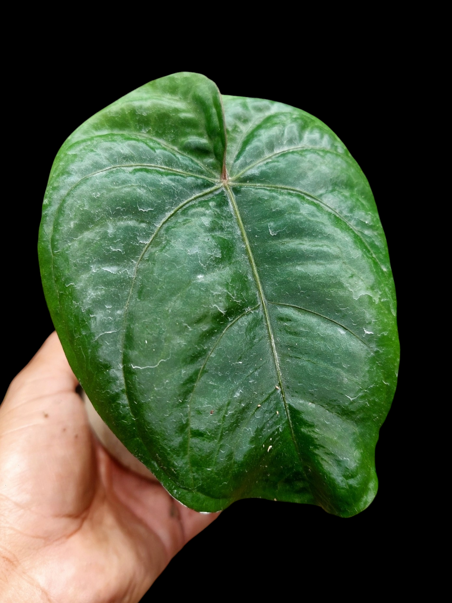 Anthurium Dressleri "Darien" Dark Petiole Wild Ecotype (EXACT PLANT)