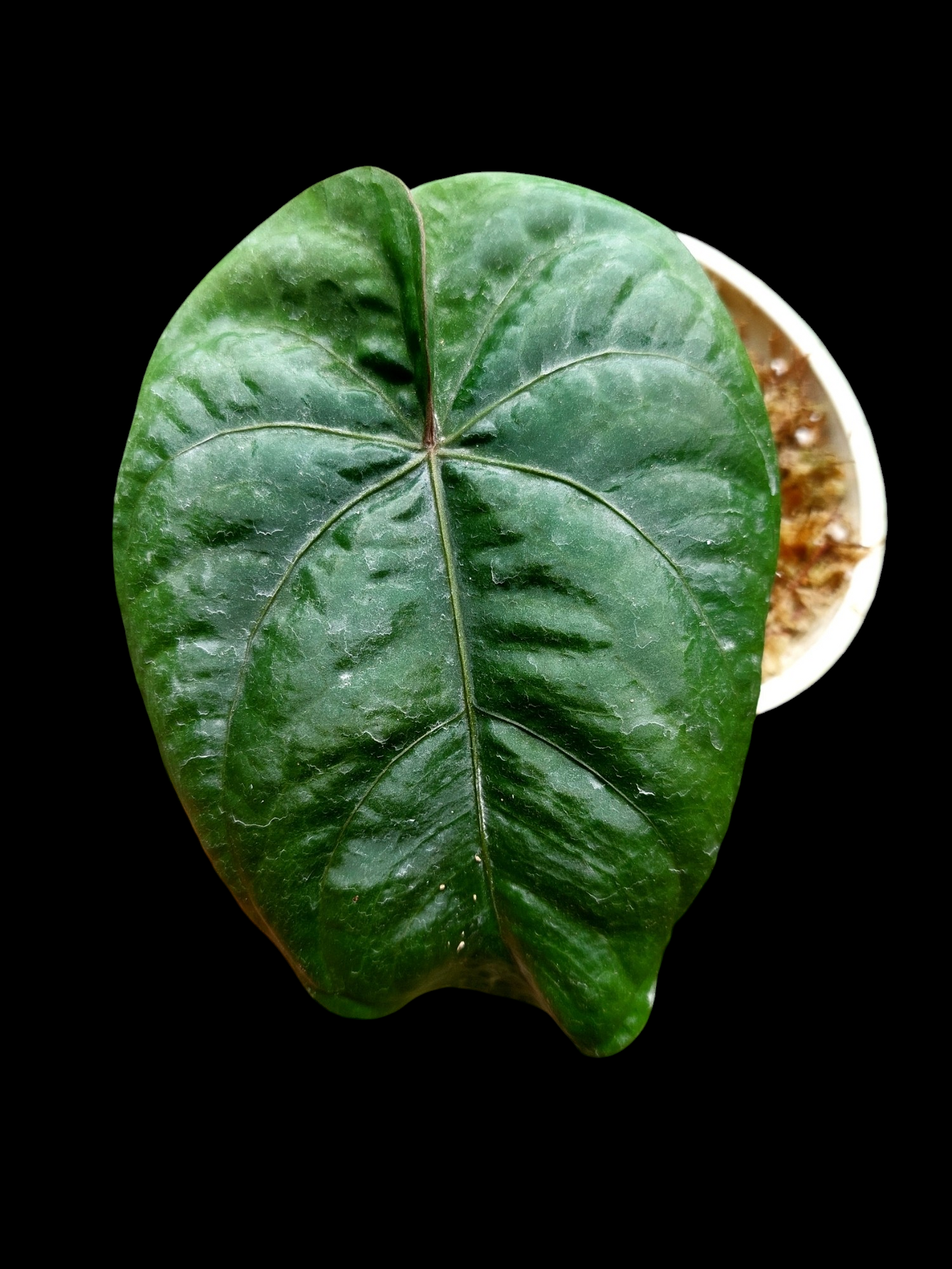 Anthurium Dressleri "Darien" Dark Petiole Wild Ecotype (EXACT PLANT)