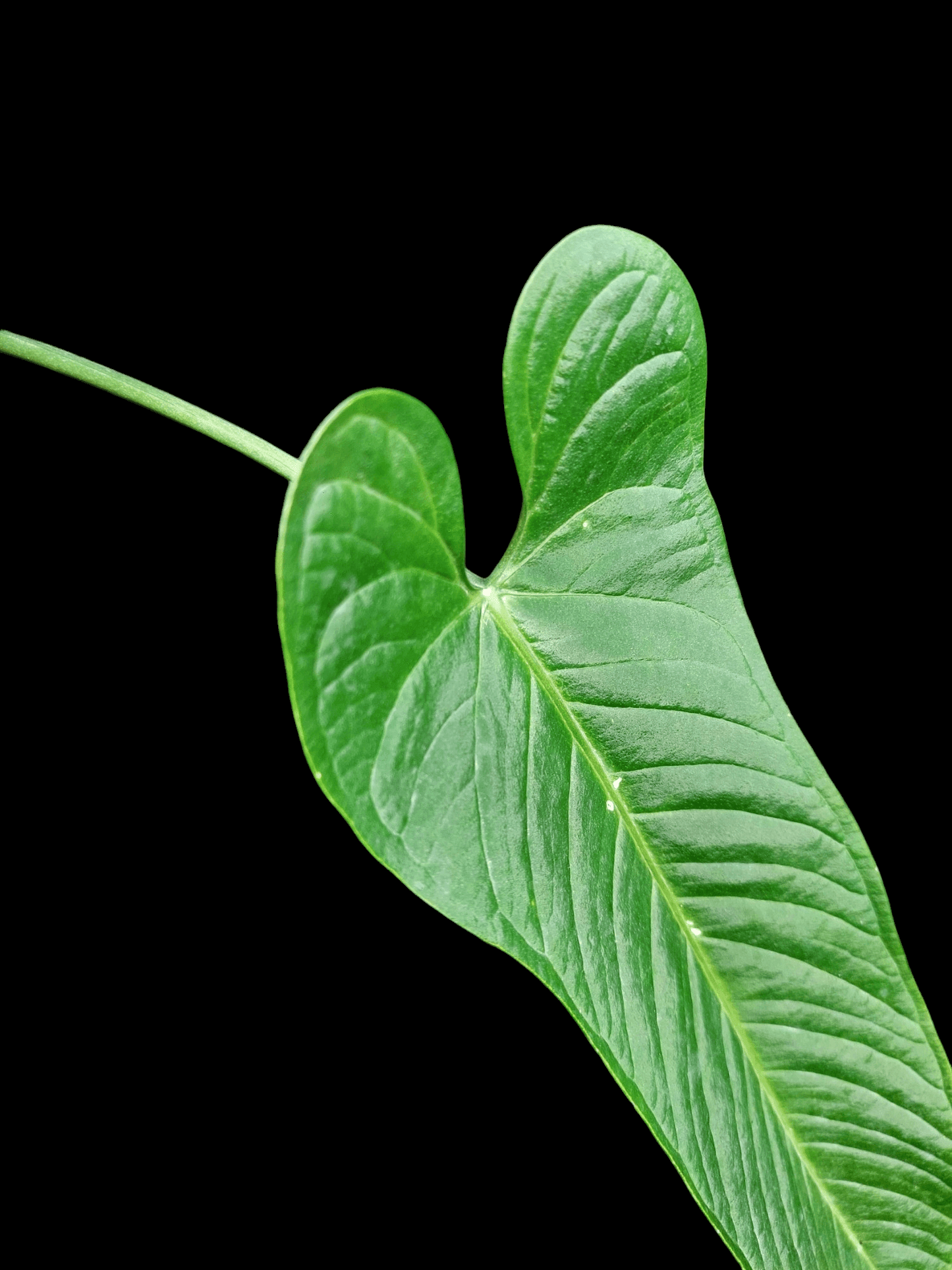 anthurium polyneuron Anthurium Panamense BIG PLANT (EXACT PLANT)
