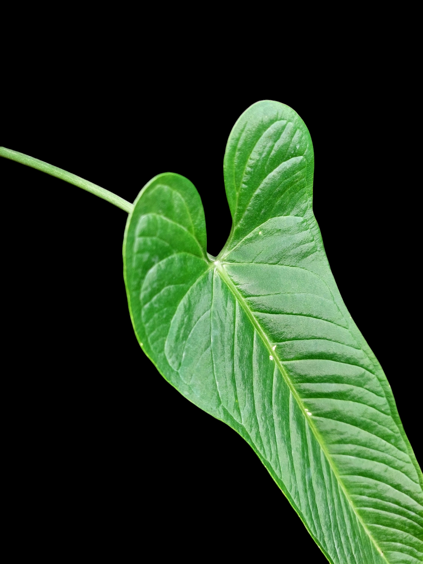 Anthurium Panamense BIG PLANT (EXACT PLANT)