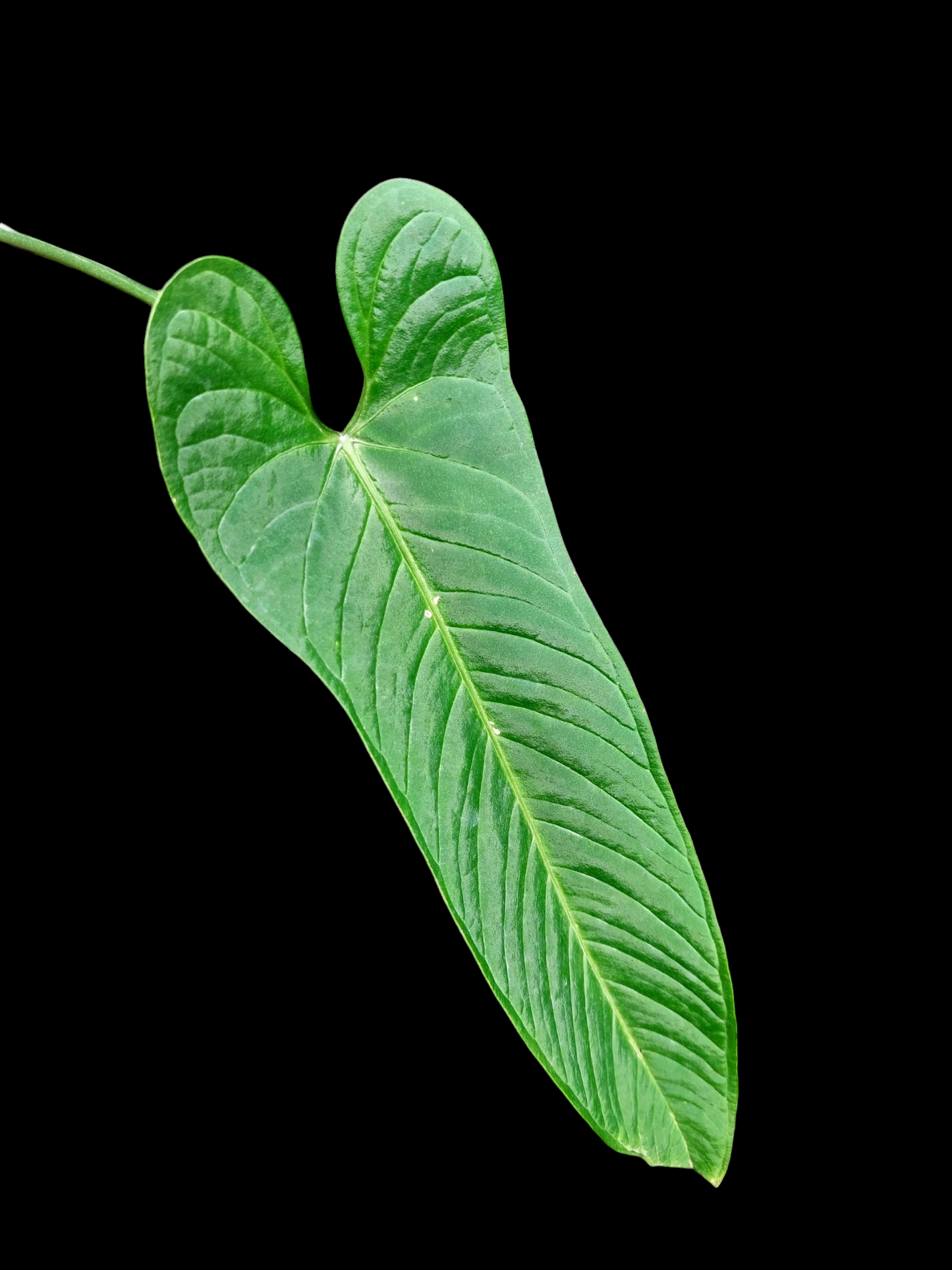 Anthurium Panamense BIG PLANT (EXACT PLANT)