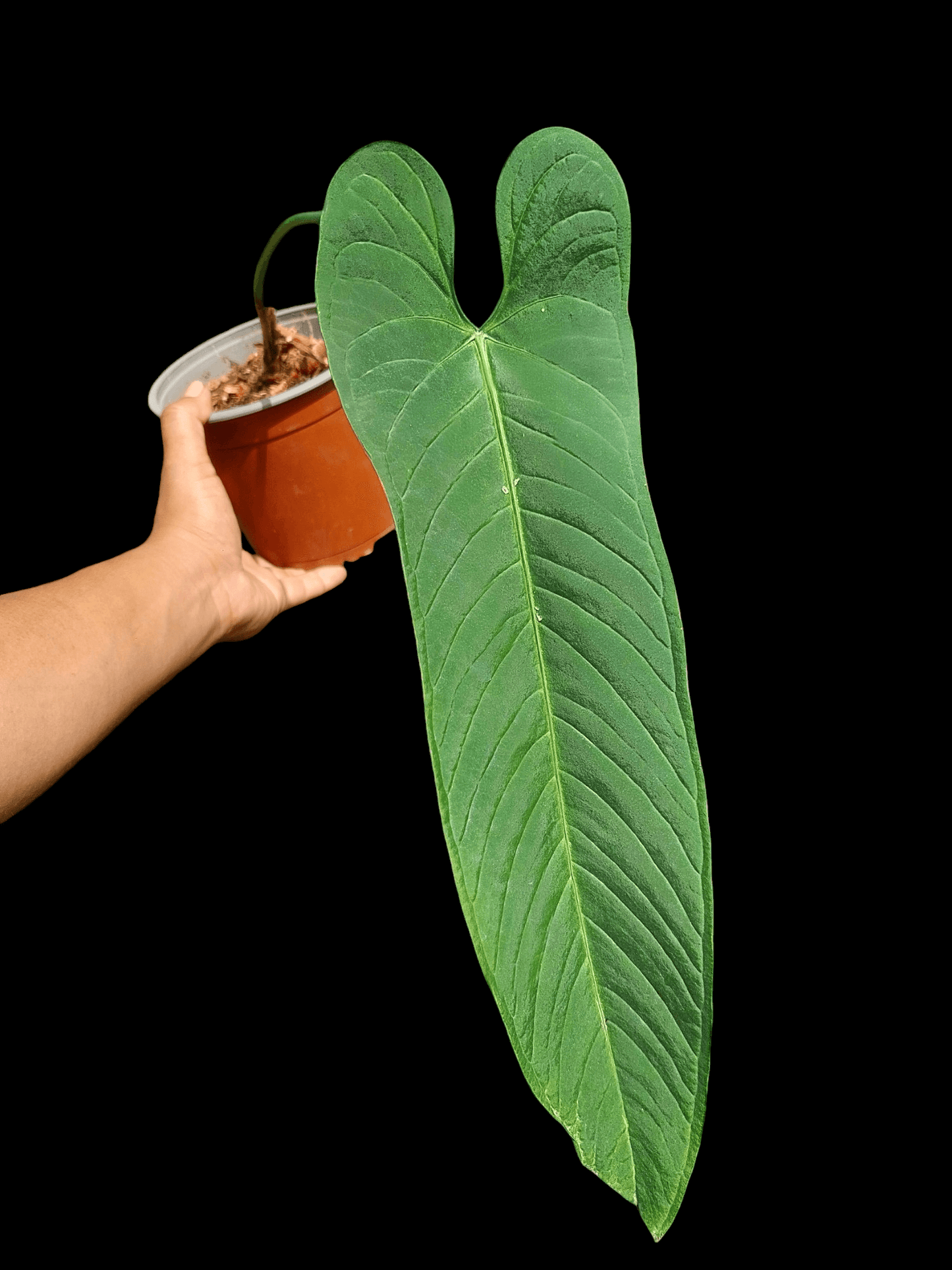 big leaf anthurium Anthurium Panamense BIG PLANT (EXACT PLANT) – Amazon Plants Peru