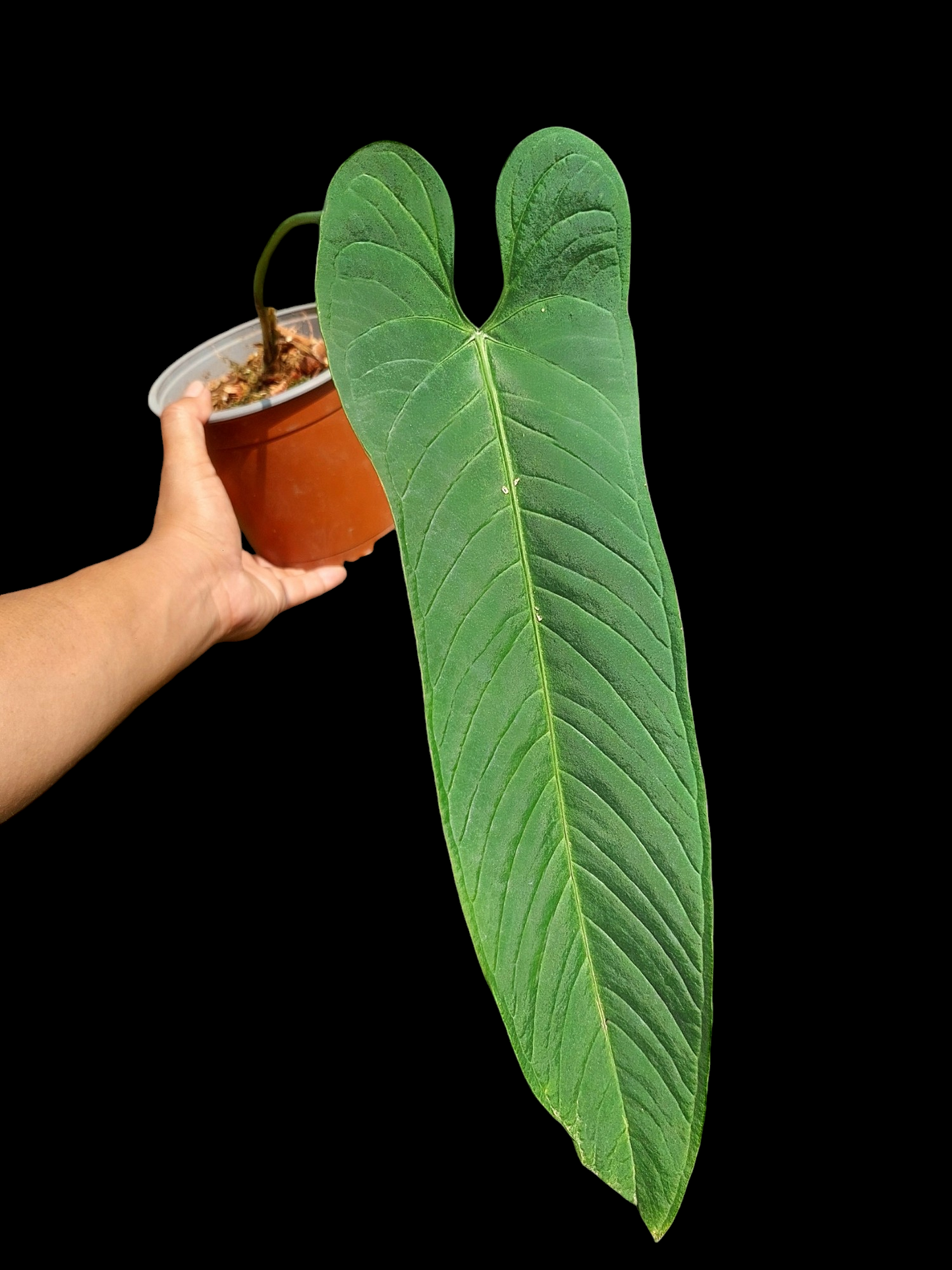 Anthurium Panamense BIG PLANT (EXACT PLANT)