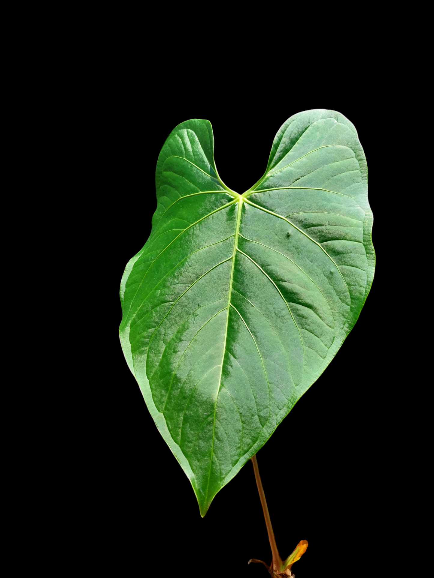 Anthurium Sp. "Peru Green" (EXACT PLANT)