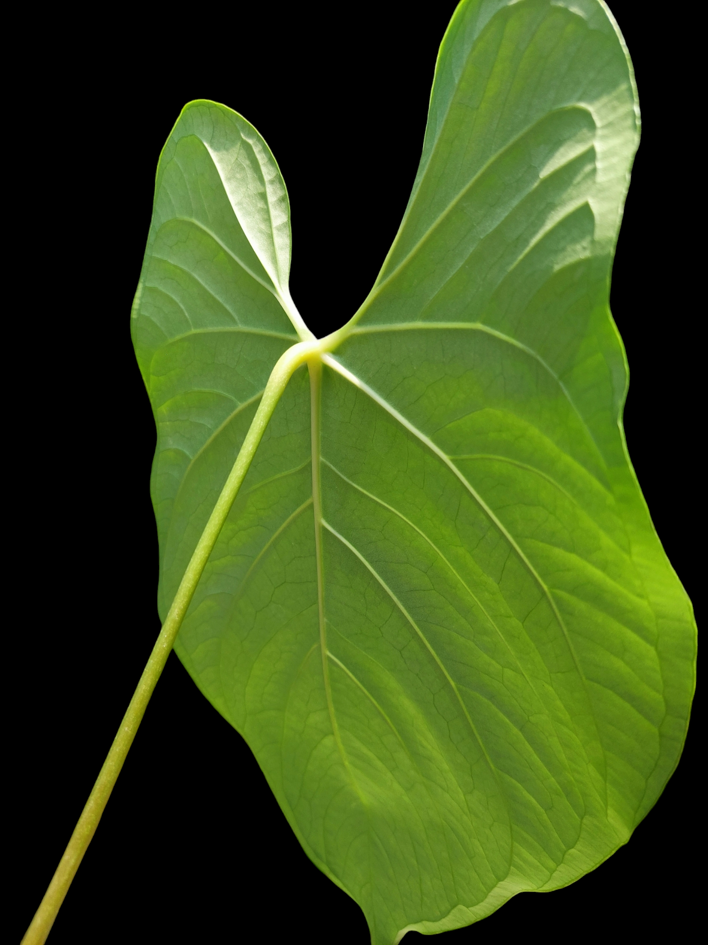 Anthurium Sp. "Peru Green" (EXACT PLANT)