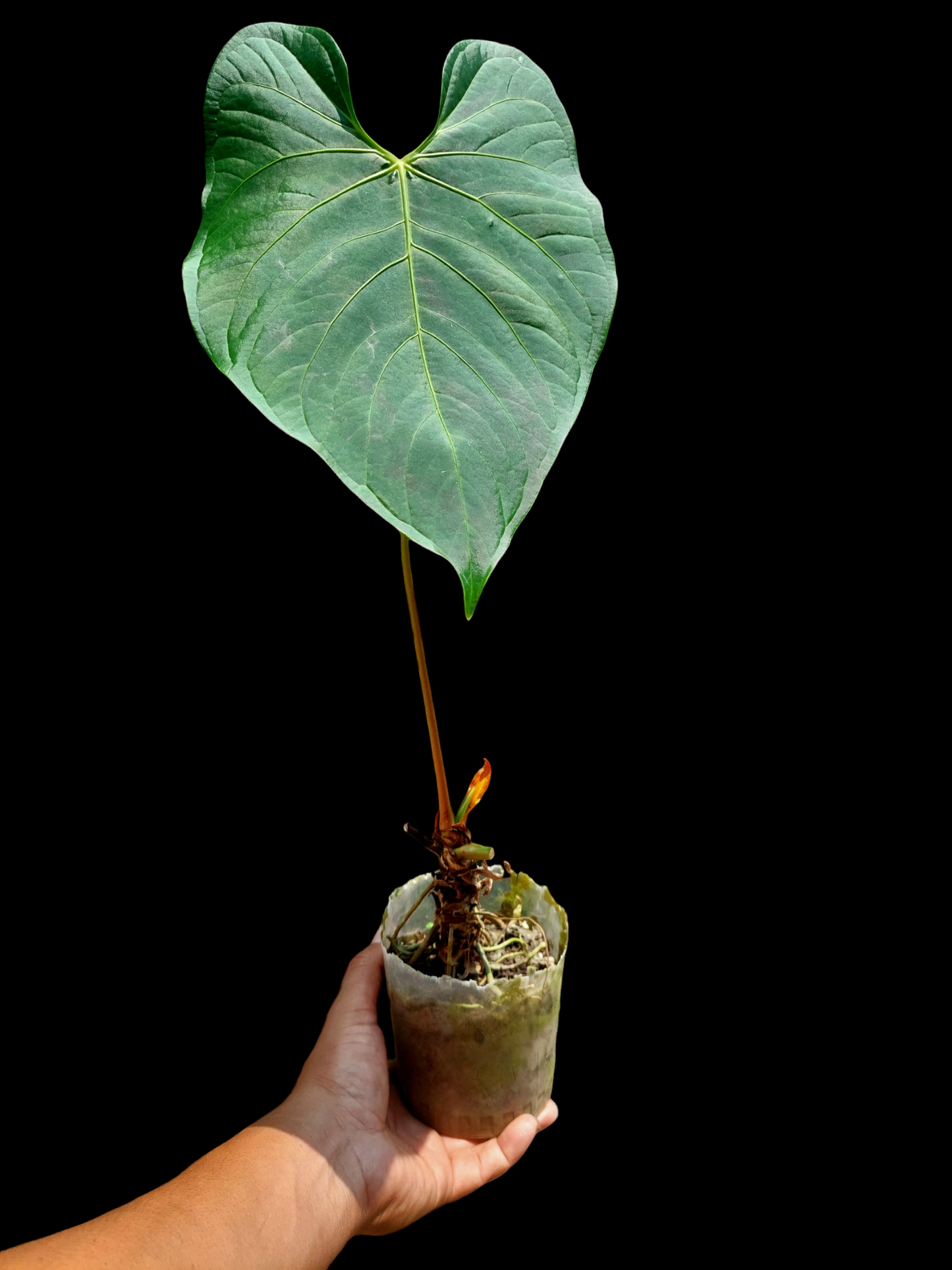 Anthurium Sp. "Peru Green" (EXACT PLANT)