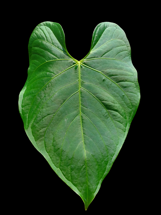 Anthurium Sp. "Peru Green" (EXACT PLANT)