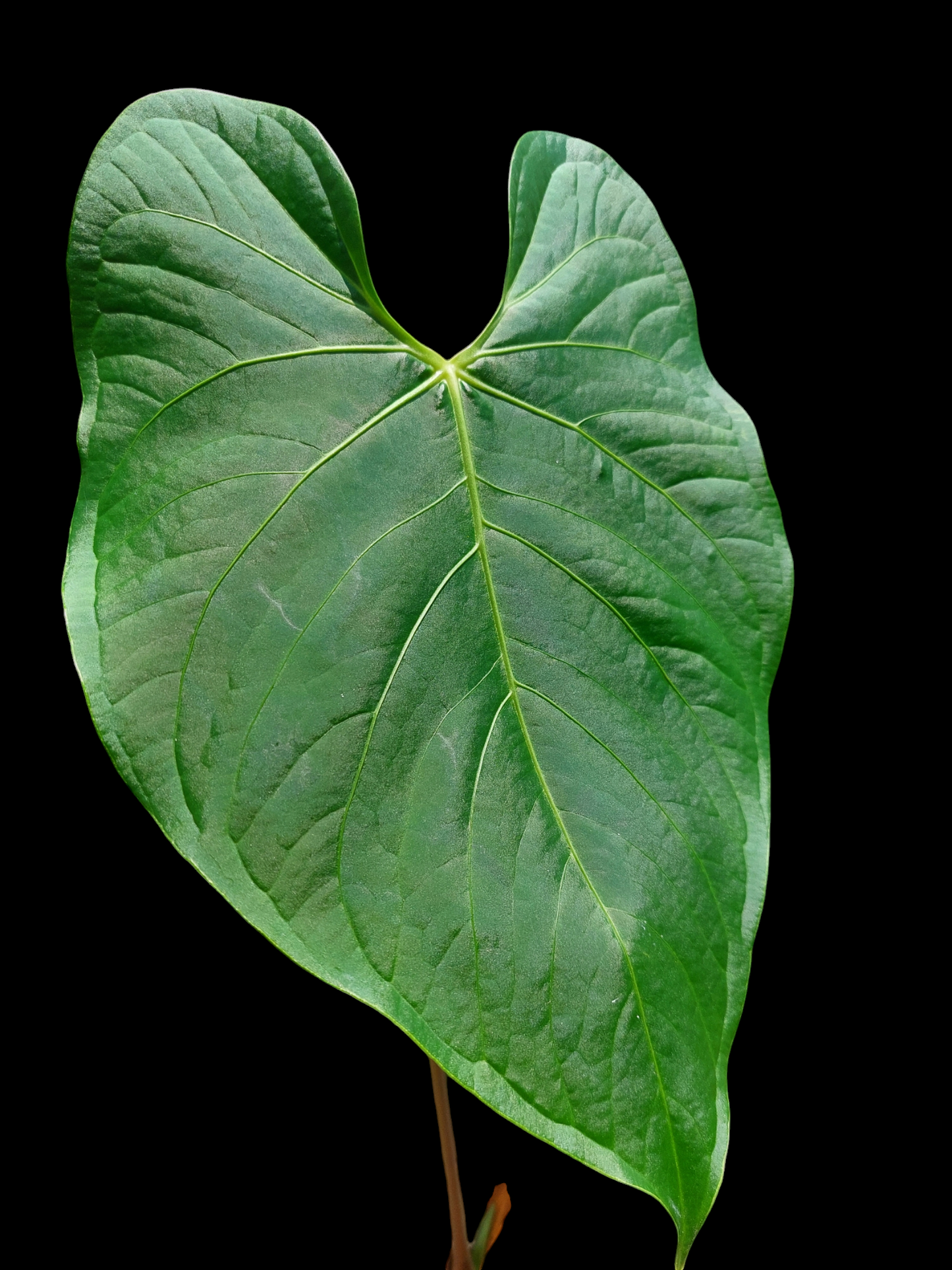 Anthurium Sp. "Peru Green" (EXACT PLANT)