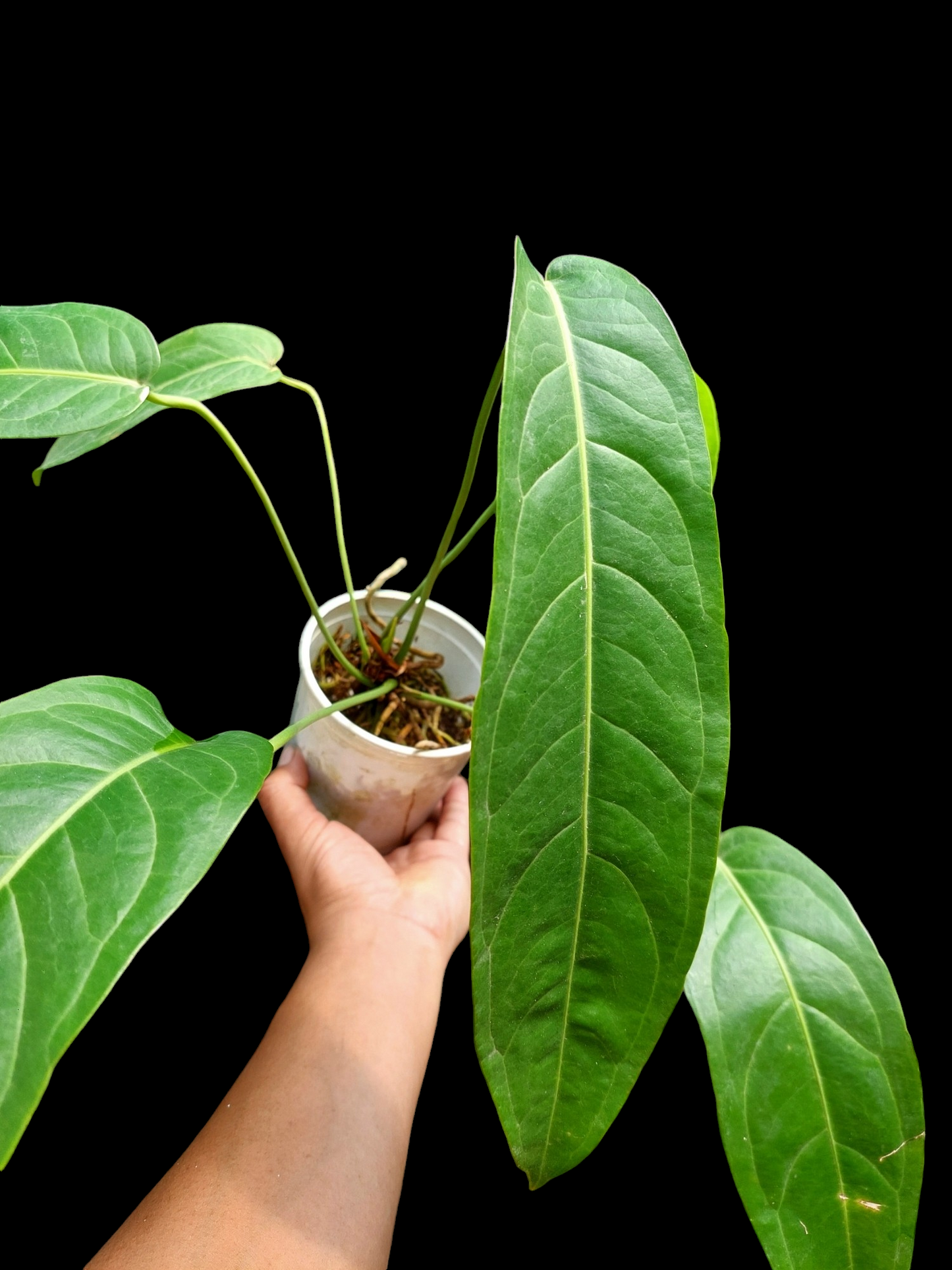 Anthurium Pseudospectabile Peru Wild Ecotype with 6 Leaves (EXACT PLANT)