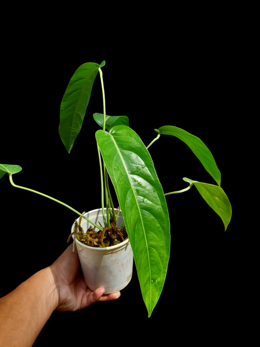 Anthurium Pseudospectabile Peru Wild Ecotype with 6 Leaves (EXACT PLANT)