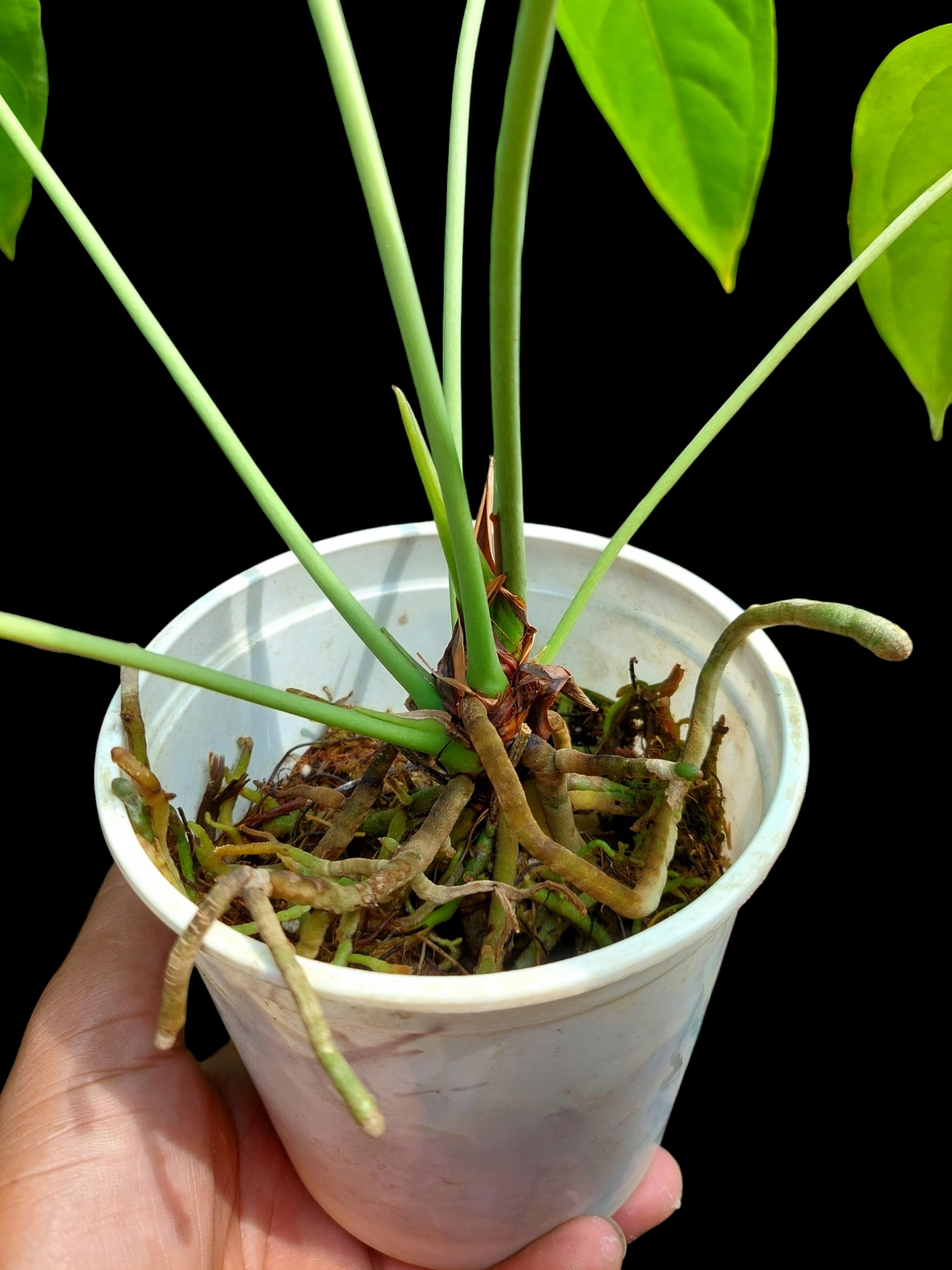 Anthurium Pseudospectabile Peru Wild Ecotype with 6 Leaves (EXACT PLANT)