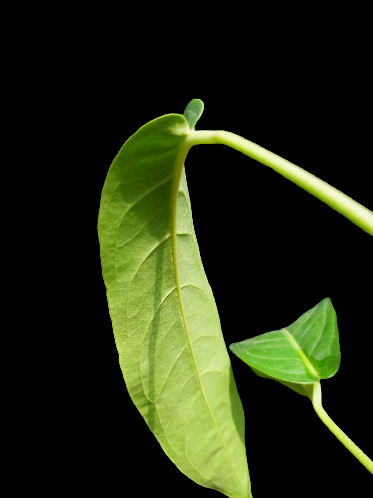 Anthurium Pseudospectabile Peru Wild Ecotype with 6 Leaves (EXACT PLANT)