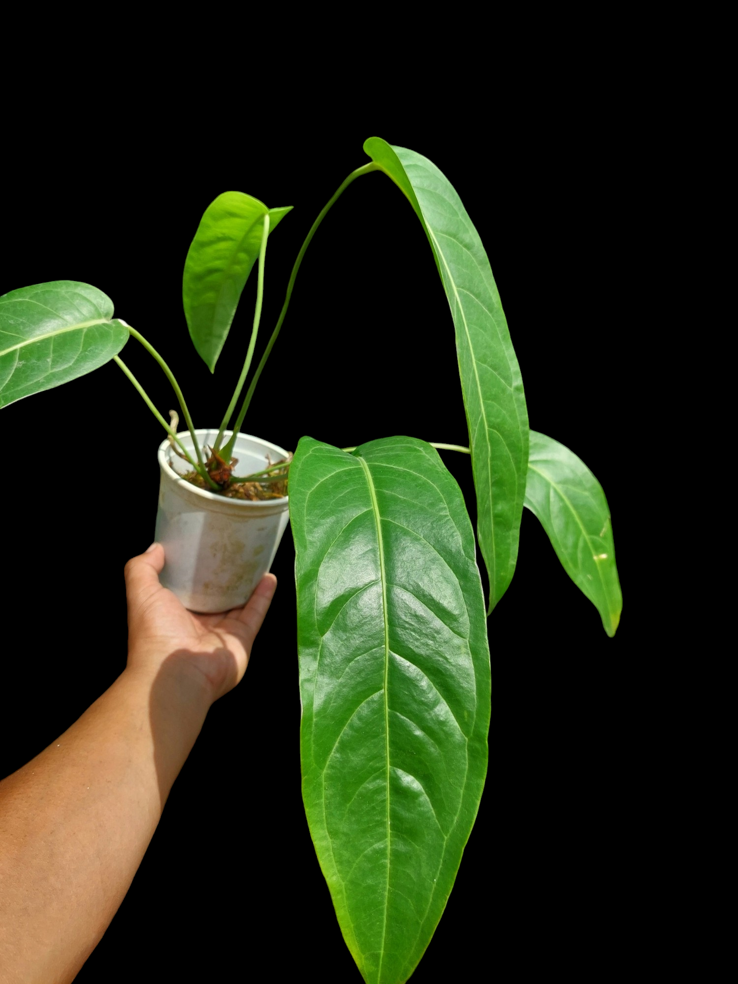 Anthurium Pseudospectabile Peru Wild Ecotype with 6 Leaves (EXACT PLANT)