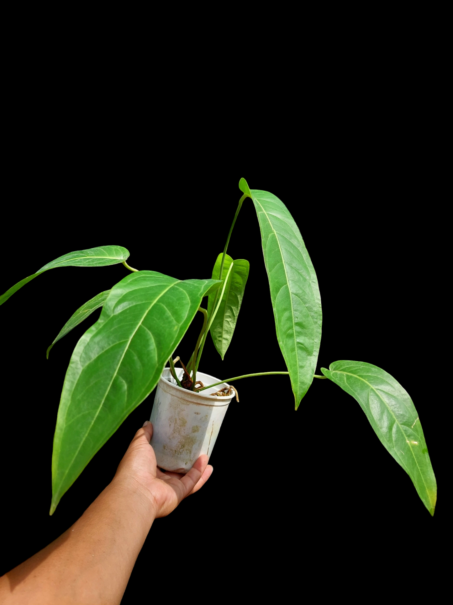 Anthurium Pseudospectabile Peru Wild Ecotype with 6 Leaves (EXACT PLANT)