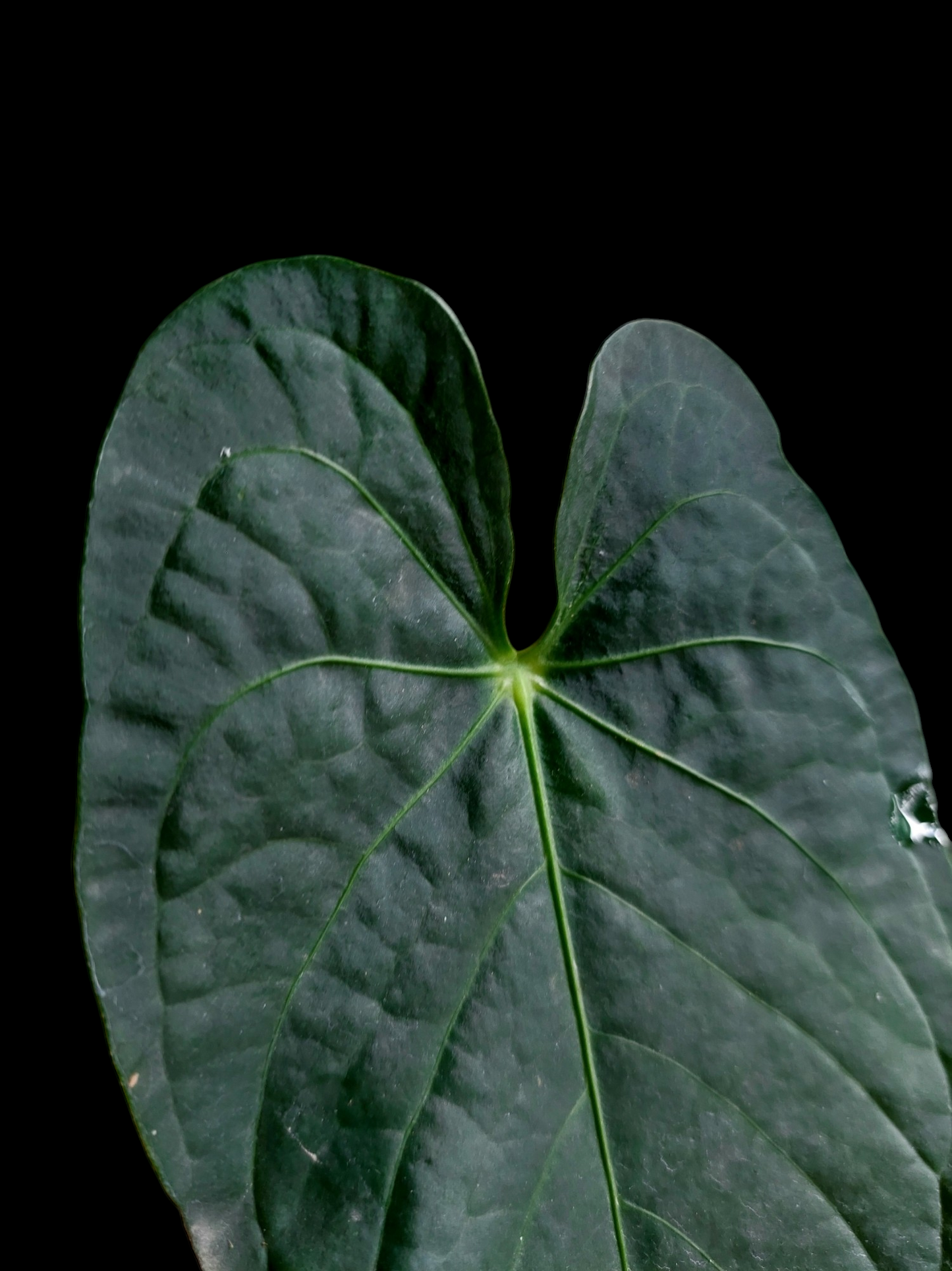 Anthurium sp. 'Peru Dark' 2 Leaves Wild Ecotype (EXACT PLANT)