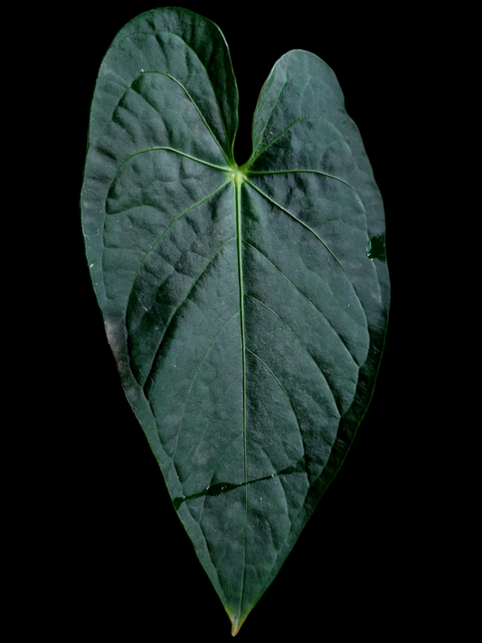 Anthurium sp. 'Peru Dark' 2 Leaves Wild Ecotype (EXACT PLANT)