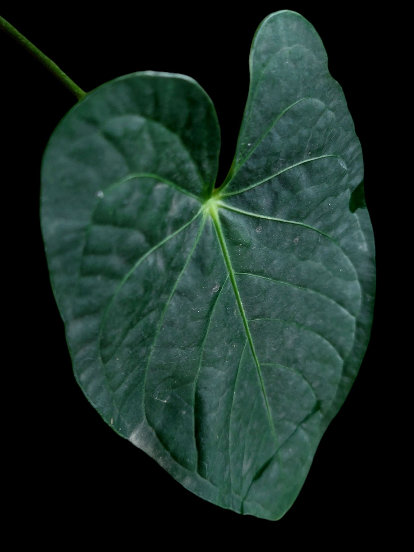 Anthurium sp. 'Peru Dark' 2 Leaves Wild Ecotype (EXACT PLANT)